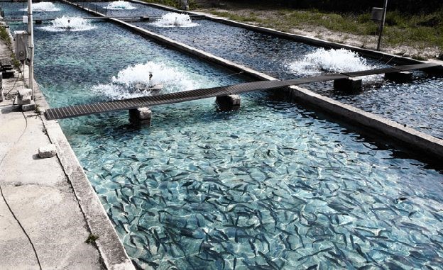 تصفیه آب برای پرورش ماهی